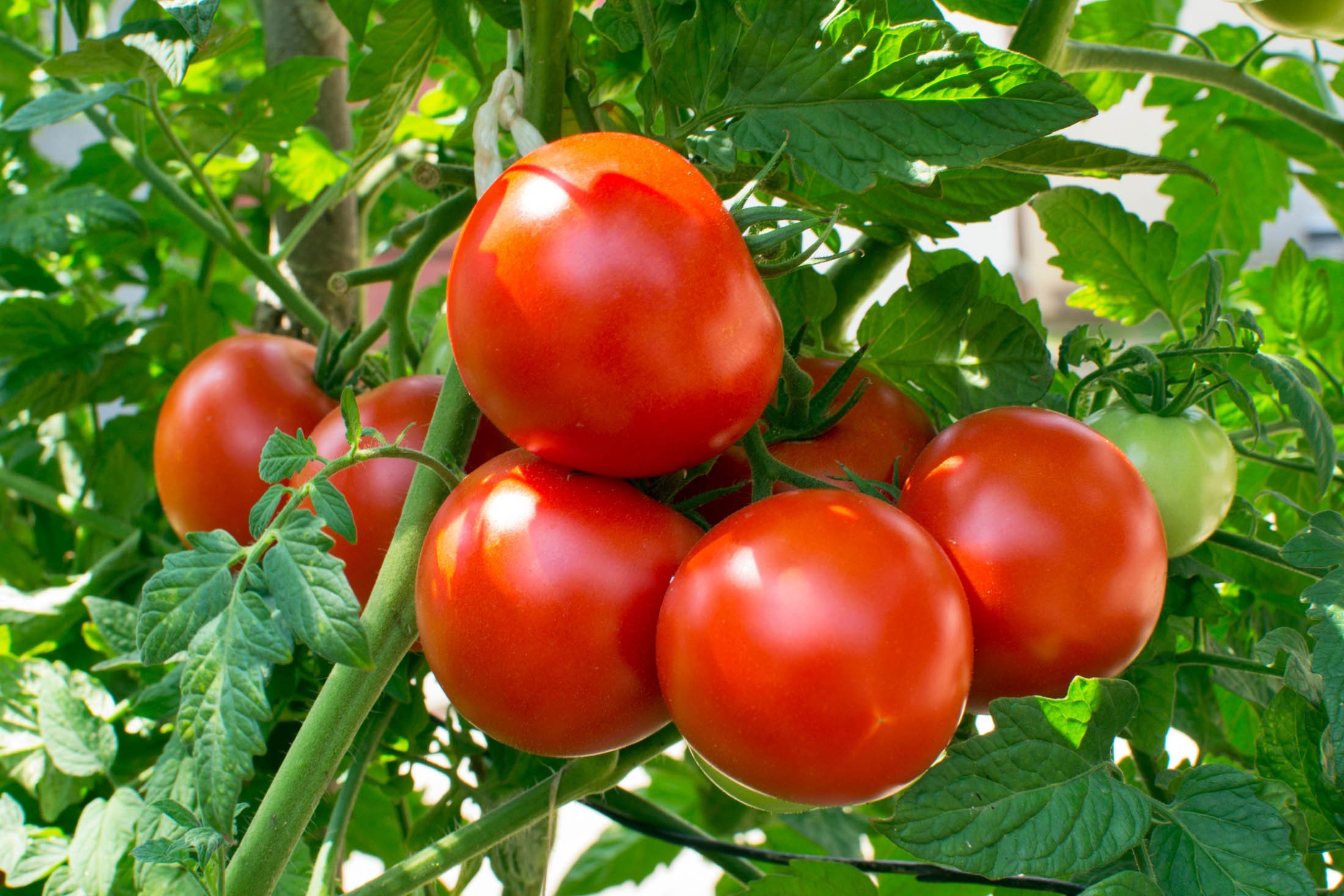 Cách trồng và chăm sóc cà chua (phần 1)