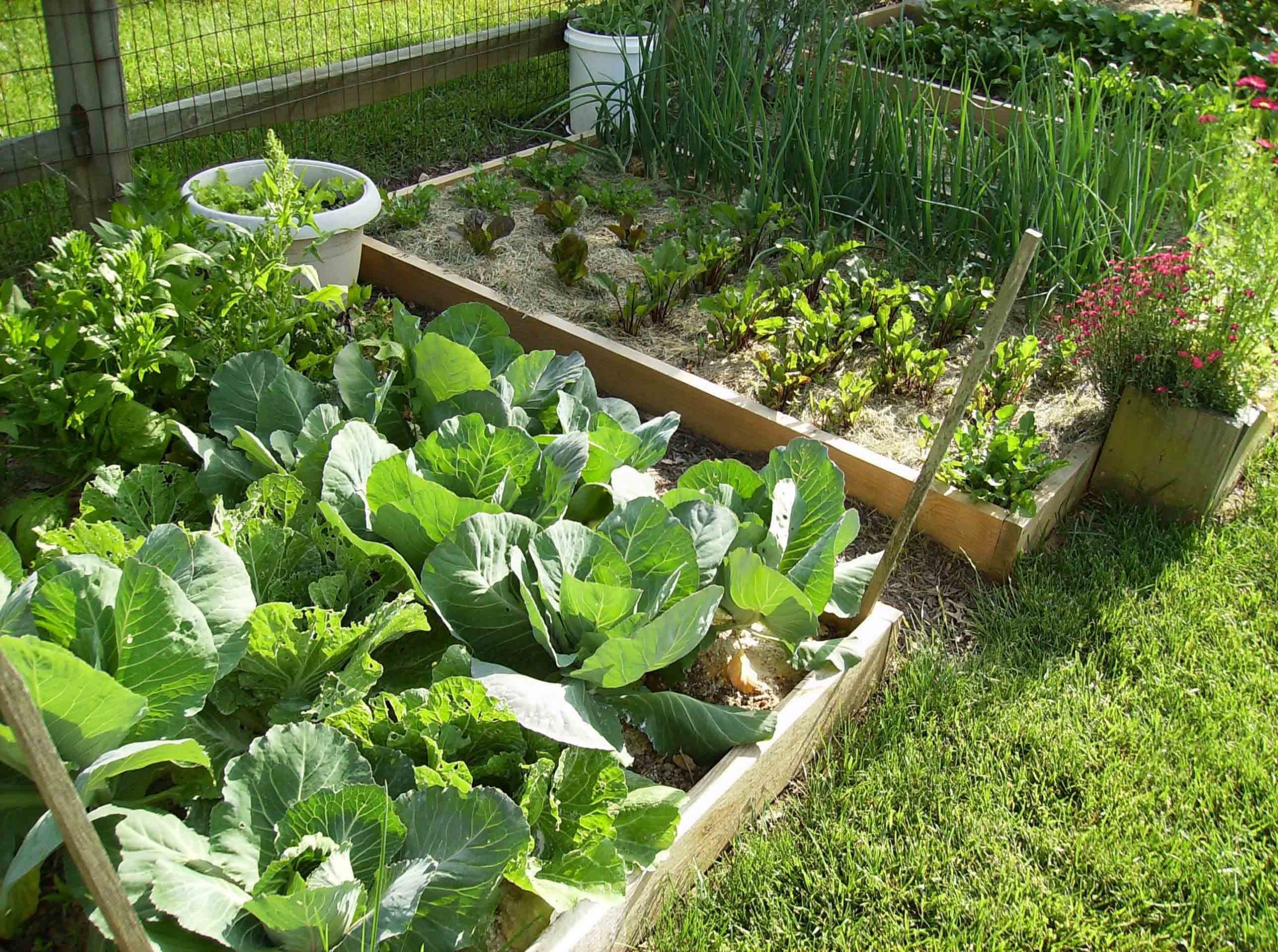 Làm đất cho vườn rau hữu cơ