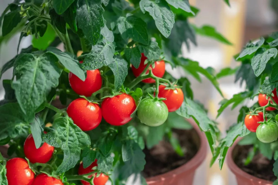 08 sai lầm phổ biến khi trồng cà chua trong bầu ươm cây (chậu cây)